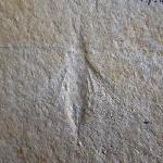 Myrmicium schroeteri GERMAR 1839 - Bild &copy; FossNet FossilienStore